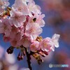 5年前の河津桜に来た蜜蜂