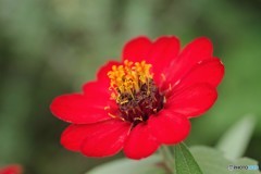 Zinnia angustifolia