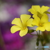 卯月花ー９