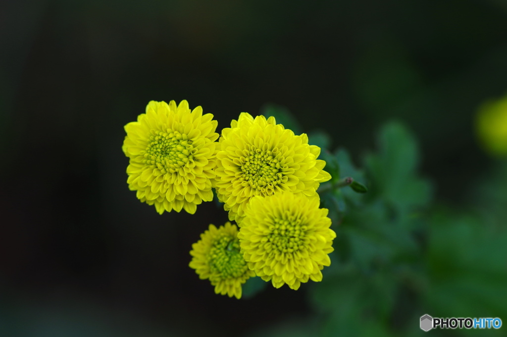 霜月花ー10