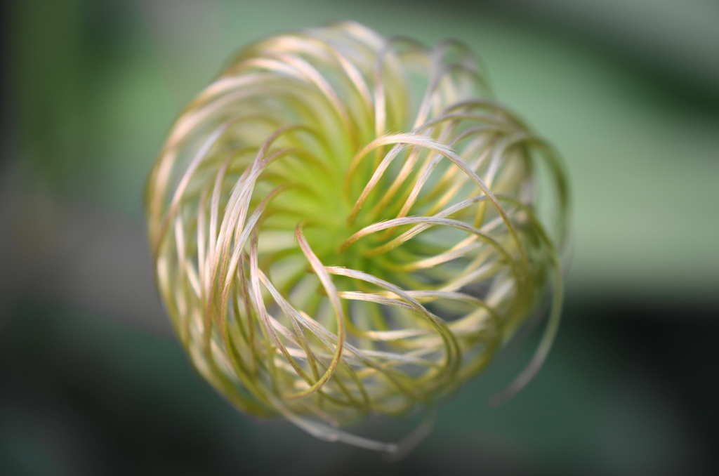 不思議植物ーⅡ