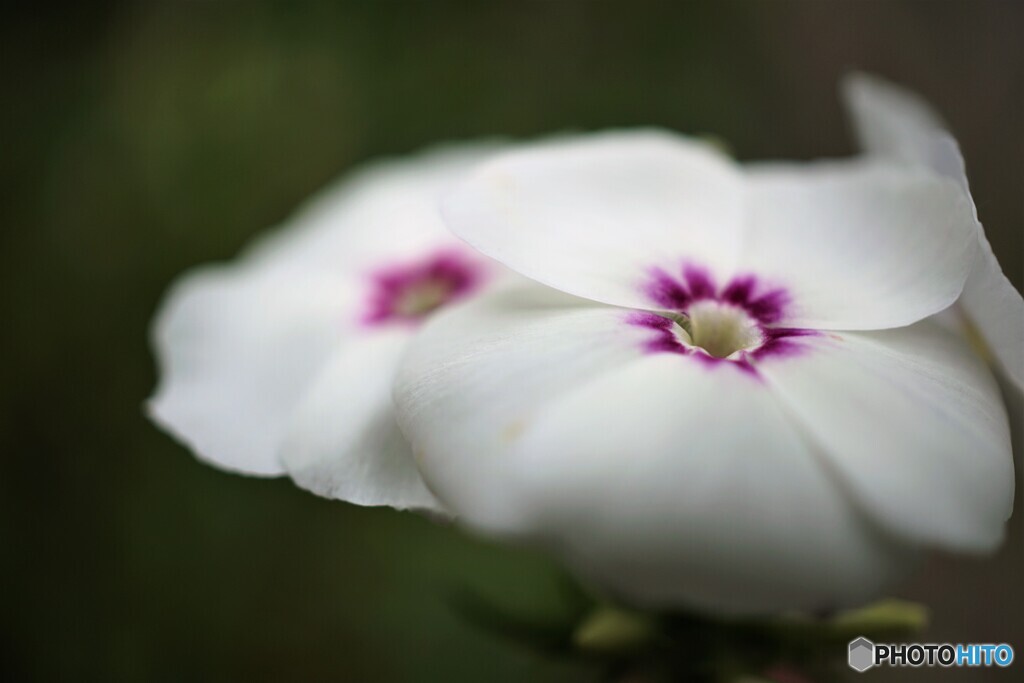 日々花
