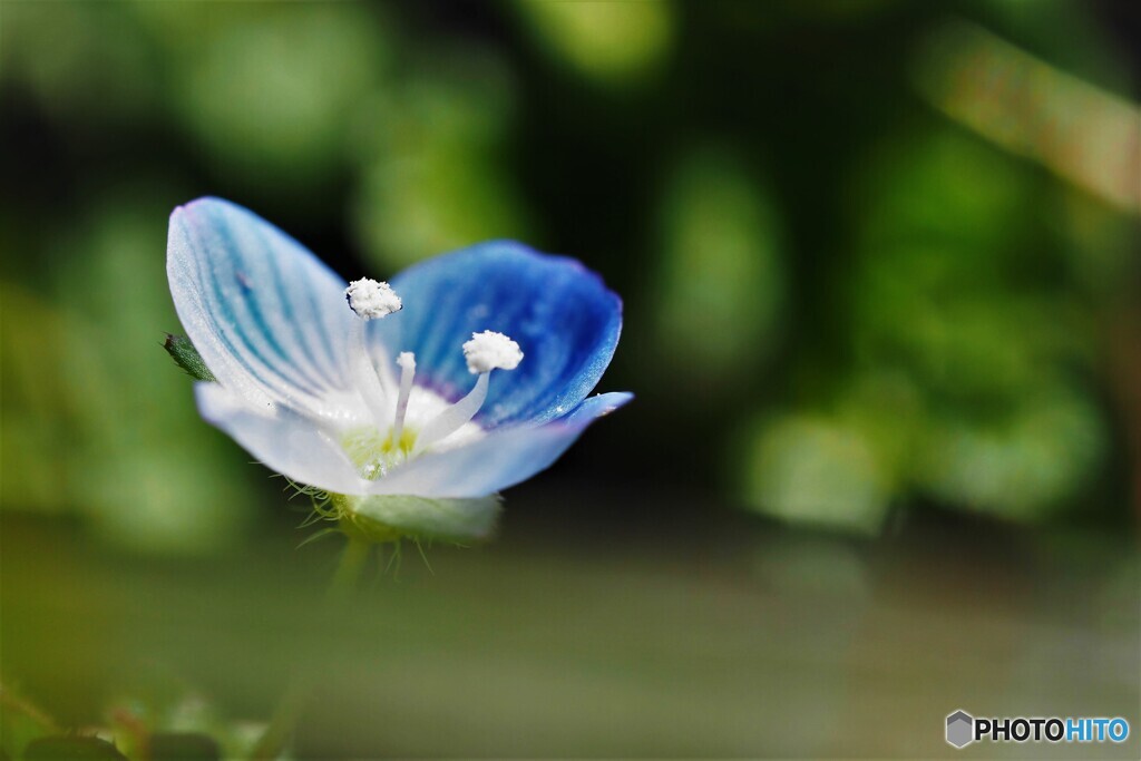 星の瞳の蕊