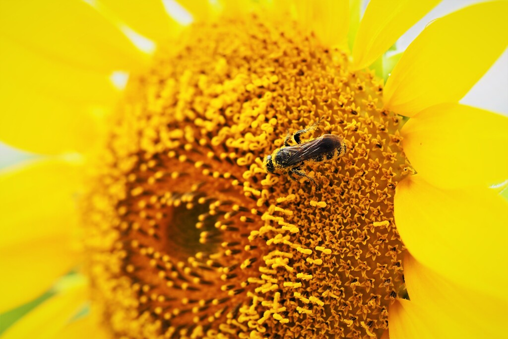夏の華と蜂