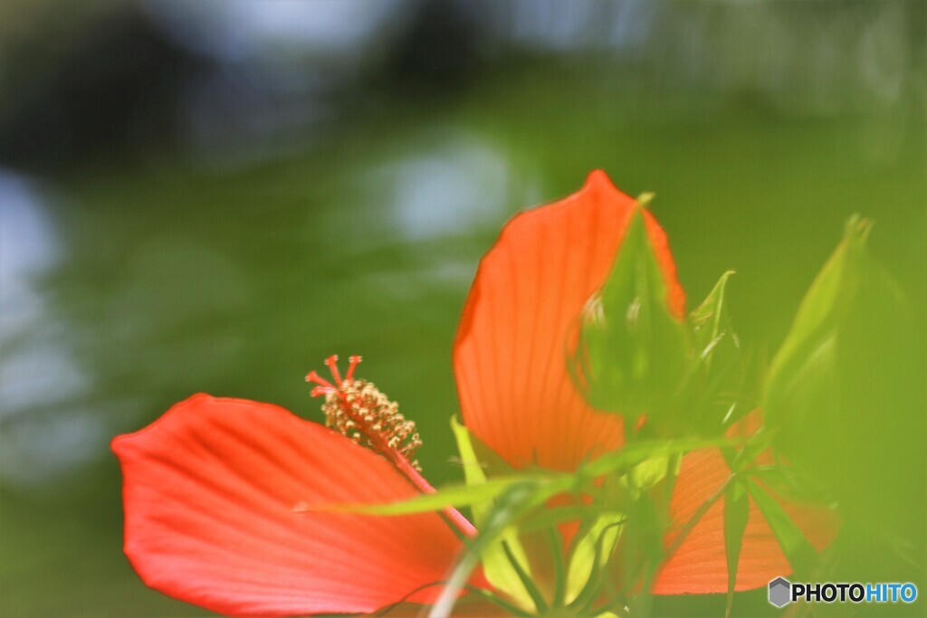 赤の花
