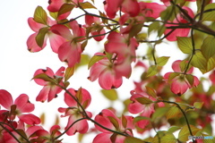花見好き～、、、ⅳ