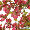 花見好き～、、、ⅳ