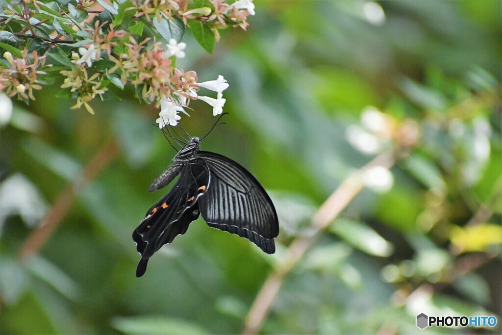 黒い蝶～ⅴ