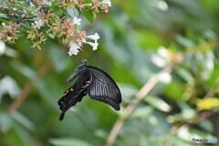 黒い蝶～ⅴ