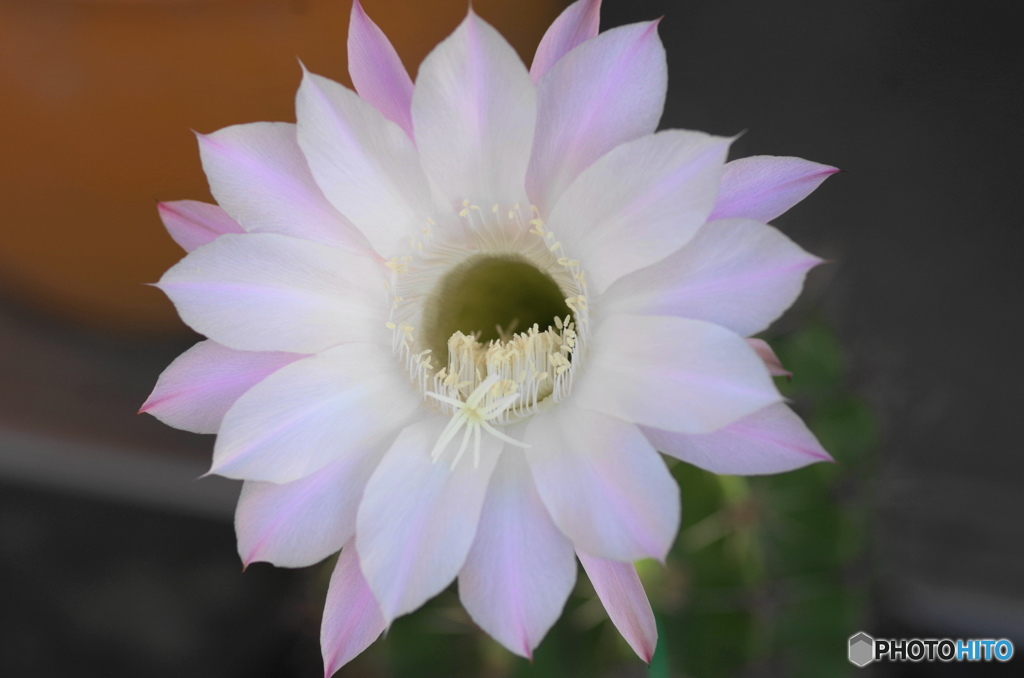 サボテンの花ーC