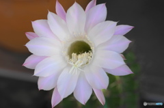 サボテンの花ーC