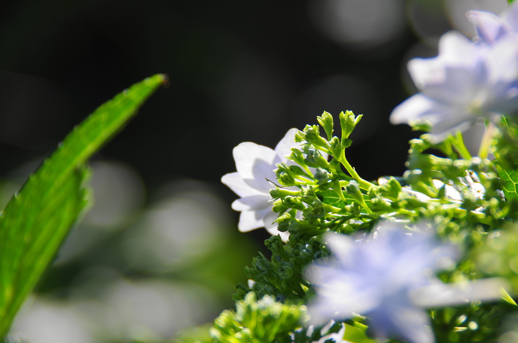 雨上がり紫陽花－１２