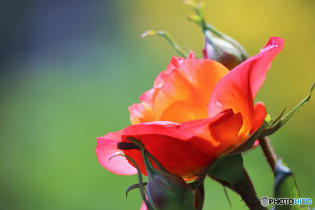 春薔薇