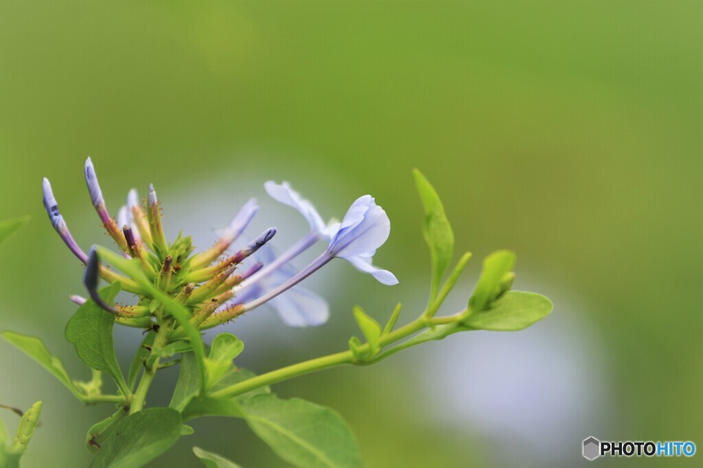 瑠璃茉莉