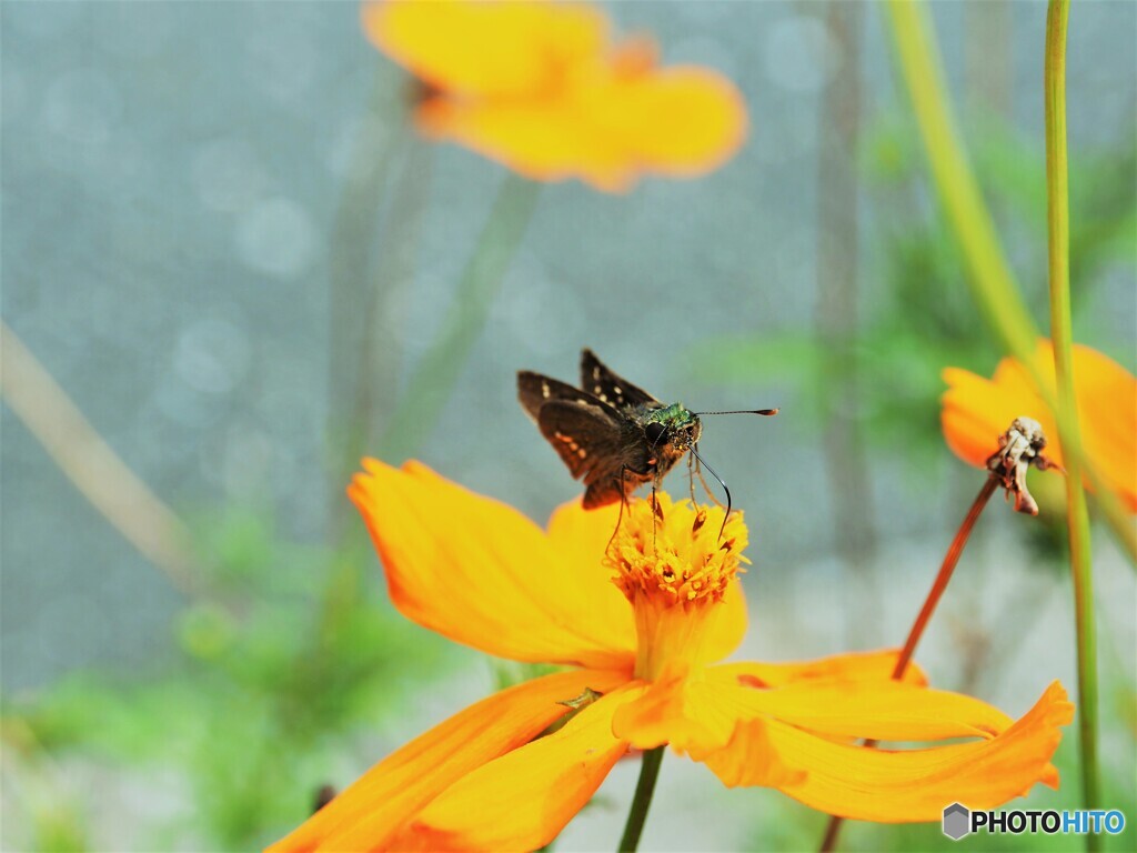 黄花とセセリ