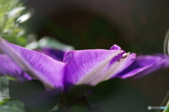 皐月花ークレマチス