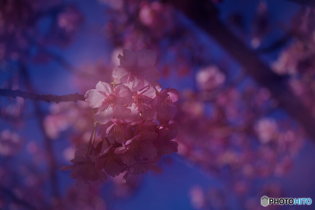 ６年前に見た河津桜