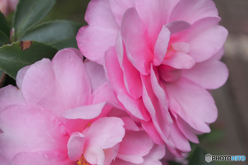 ピンクの重なり。