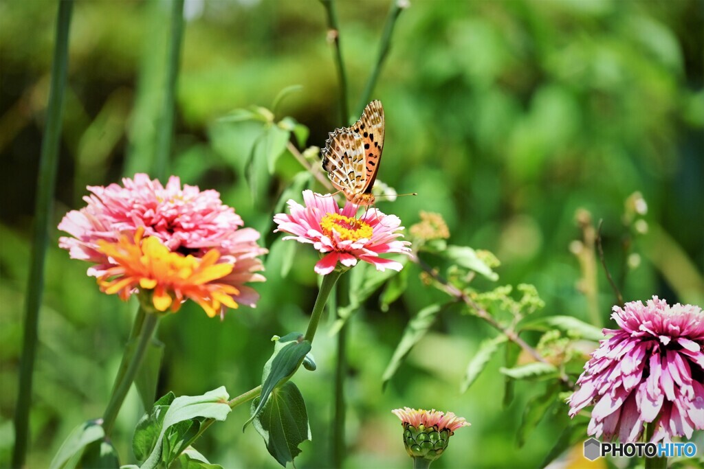 好きな花