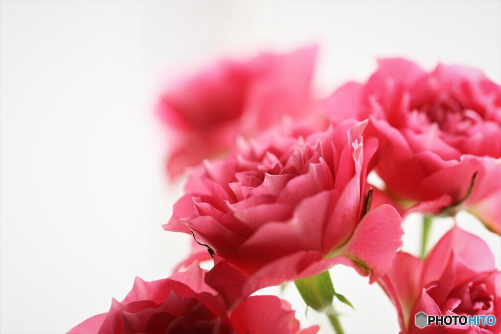 ＲOSA～ⅱ