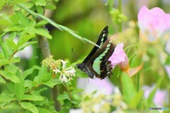 アオスジも舞う