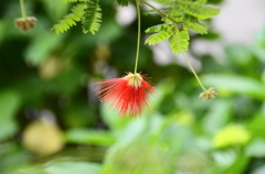 初夏の花ー８