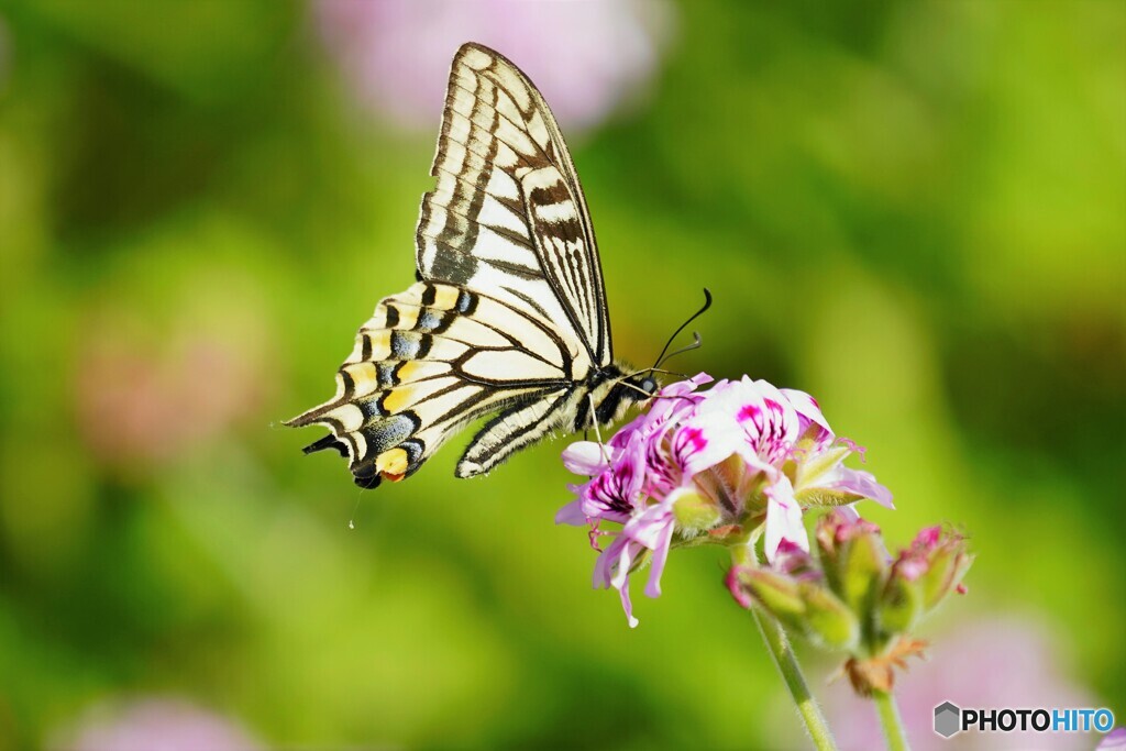 ハーブ園を舞う～ⅳ