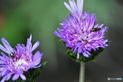 崑蜜なレストラン