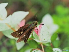 蜜が無いよ～、、、。