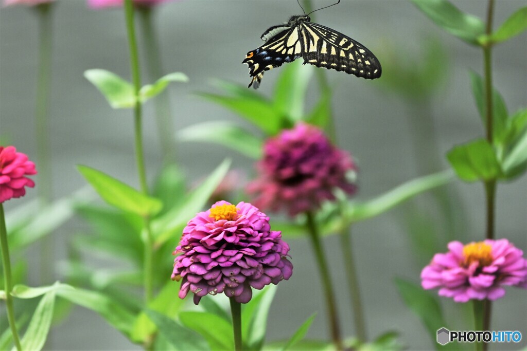 フレームアウト