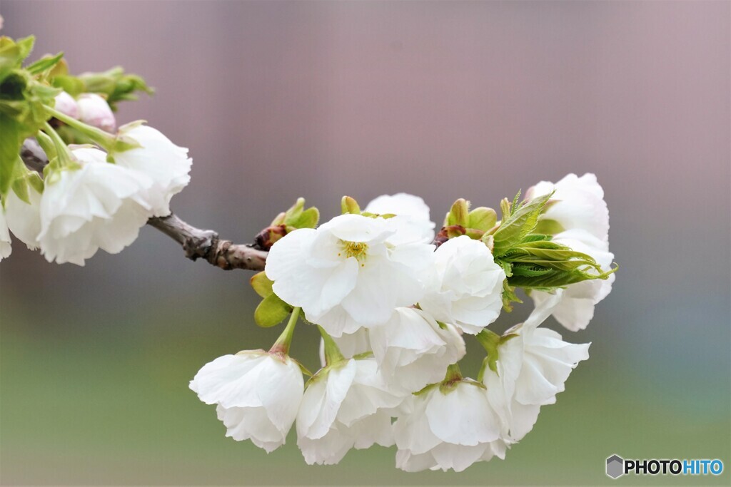 汐入八重桜 白妙