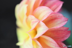 神無月花ー５