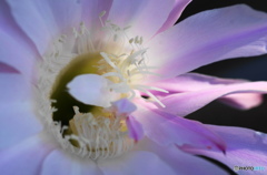 サボテンの花ーB