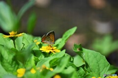 黄花に舞う