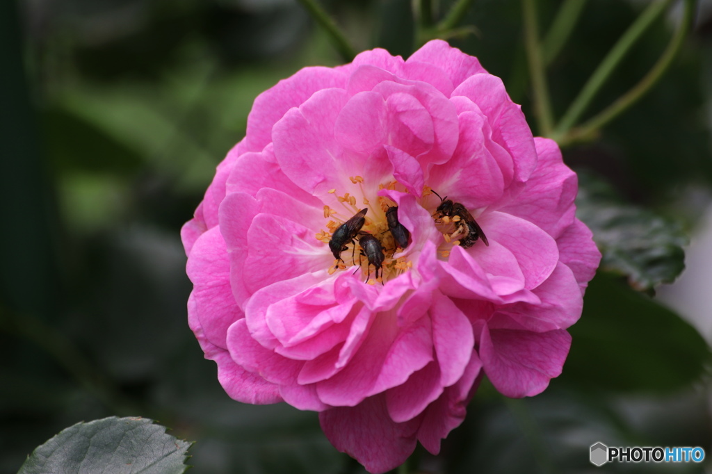 薔薇の中の密談