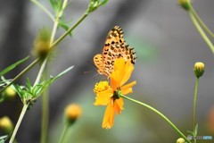 黄花大好き、、、。