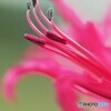 Diamond lily
