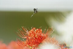 アゲハと彼岸花～⑧