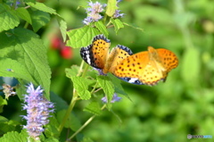 ツマグロヒョウモンの舞ー12