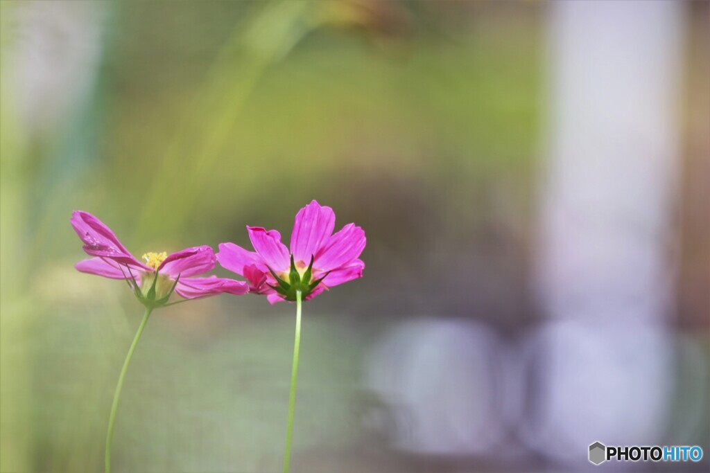 秋の華