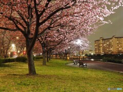 オオカン夜桜
