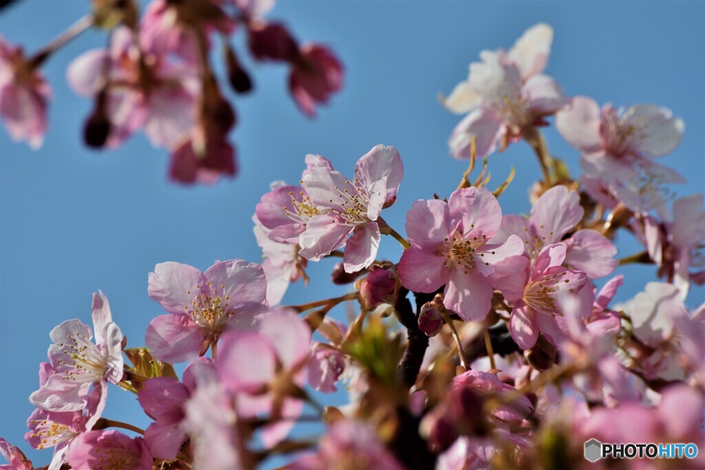 ５年前に咲く河津桜
