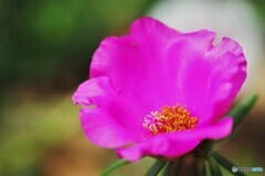夏の華～ⅶ