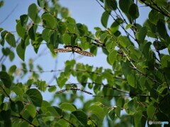 プロポーズ～ⅶ