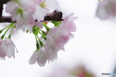 満開苔清水さく、、、ら