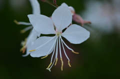 水無月花ー２