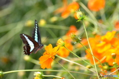 アオスジアゲハ－５