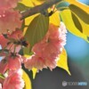 令和麒麟咲くラ～