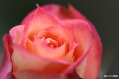 薔薇雫。