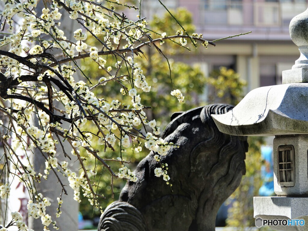 氏神様のしだれ梅